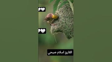 #تلاوة_خاشعة #تلاوة_هادئة #إسلام_صبحي #خواتيم_سورة_المؤمنون #سورة_المؤمنون #قرآن_كريم #اسلام_صبحي 🤍🤍