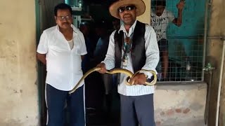 An Indian Rat Snake Found on kitchen(Non Venomous) Snake Rescue Team Panchet Dam(N G O)
