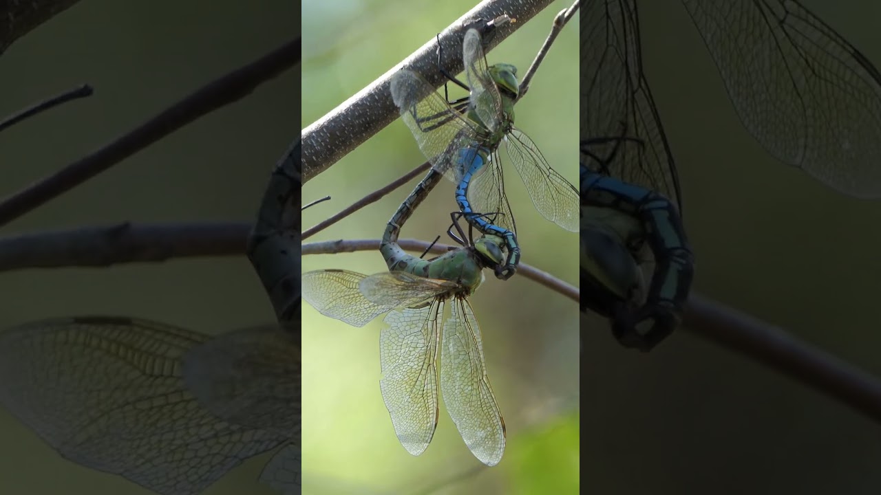 Green Darner dragonfly pair perch on branch