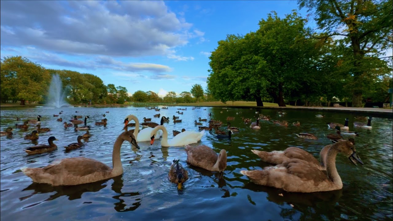 Relaxing Nature Walks | Calm 4K Forest & Lakes | Hidden Trails UK | Widnes | Part7 