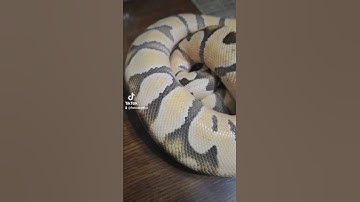 Definition of a ball python (pastel enchi DG) #pythons #snakes #ballpython #reptiles  #new #2023