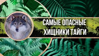 Самые опасные животные россии! | Жители тайги