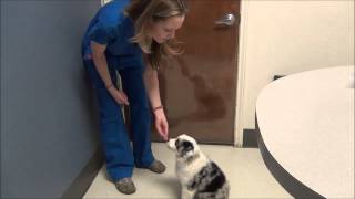 New Puppy Tips by GriffithSmAnimalHosp 2,827 views 10 years ago 6 minutes, 11 seconds
