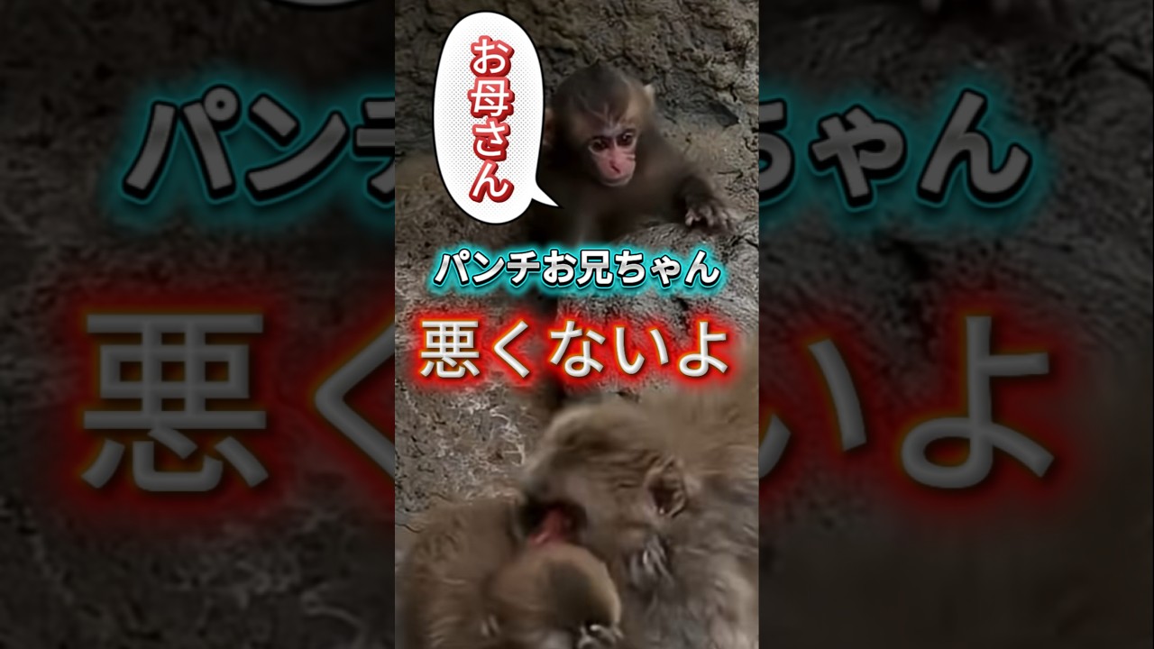 【切ない】何もしてないのに!赤ちゃんのママに勘違いされて怯えるパンチくん🐒 #パンチくん #赤ちゃん猿 #市川市動植物園 #切ない #可哀想 #動物 #癒し動画 #shorts