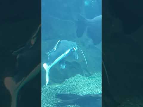 Video: Pittsburgh Hayvanat Bahçesi ve PPG Akvaryumu Ziyareti