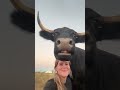 Funny cow 🐄 #cow #animals #funnyanimals #funnyvideos #Foryou
