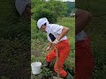 緊急で動画回しています(笑) オリーブファーム