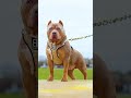 Shocking Animals Transformation!😈😱#animals #wildanimals