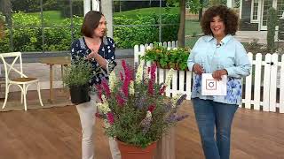 Tanaman Hidup Semak Kupu-kupu Triple Twist 1-Piece Cottage Farms di QVC screenshot 3