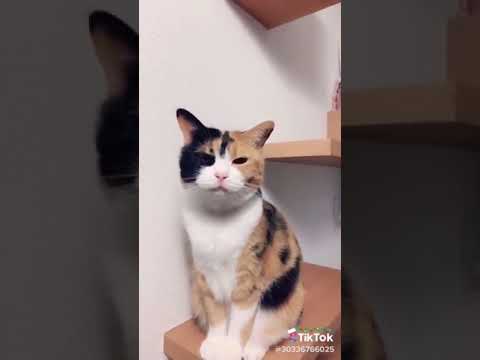 If youre happy and you know it say meow tiktok - YouTube