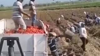 Oddly Satisfying - Speedrun Of Loading A Truck With Baskets Of Fruit Purchmymerch