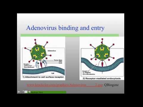 Vir_S15 Lecture19 Adenovirus