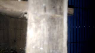 Euwing Green X Lutino Mm