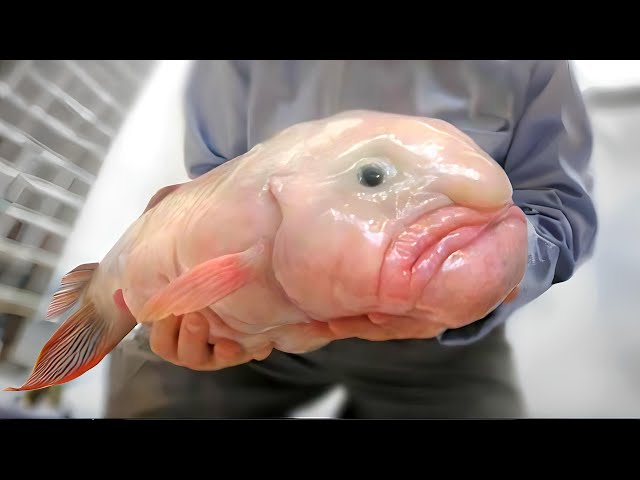 A baby blob fish for all of you baby animal lovers!