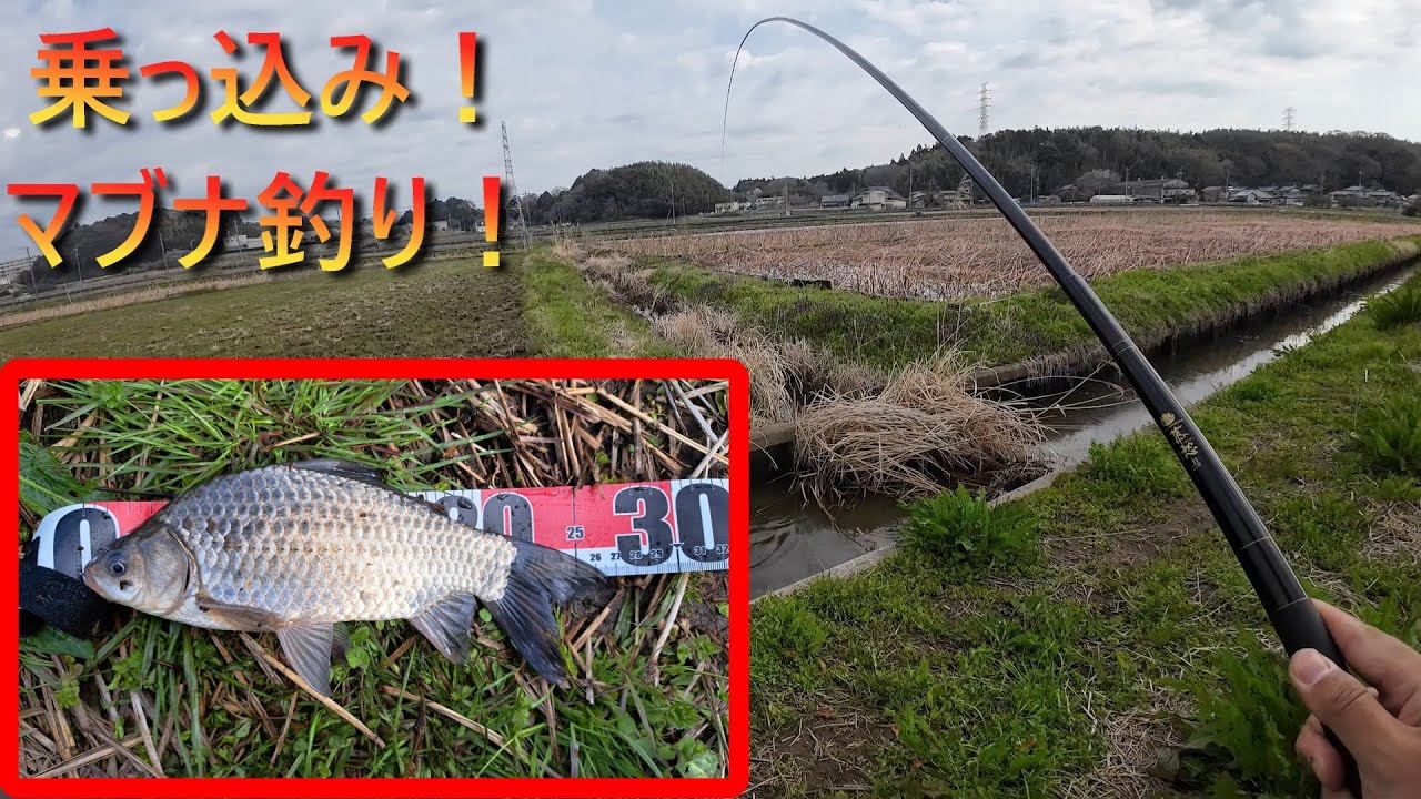 霞ヶ浦乗っ込みマブナ釣り