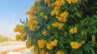 شجيرة مزهرة طول السنة تتحمل الحرارة و البرودة و سريعة النمو (التيكوما | Tecoma Stans))