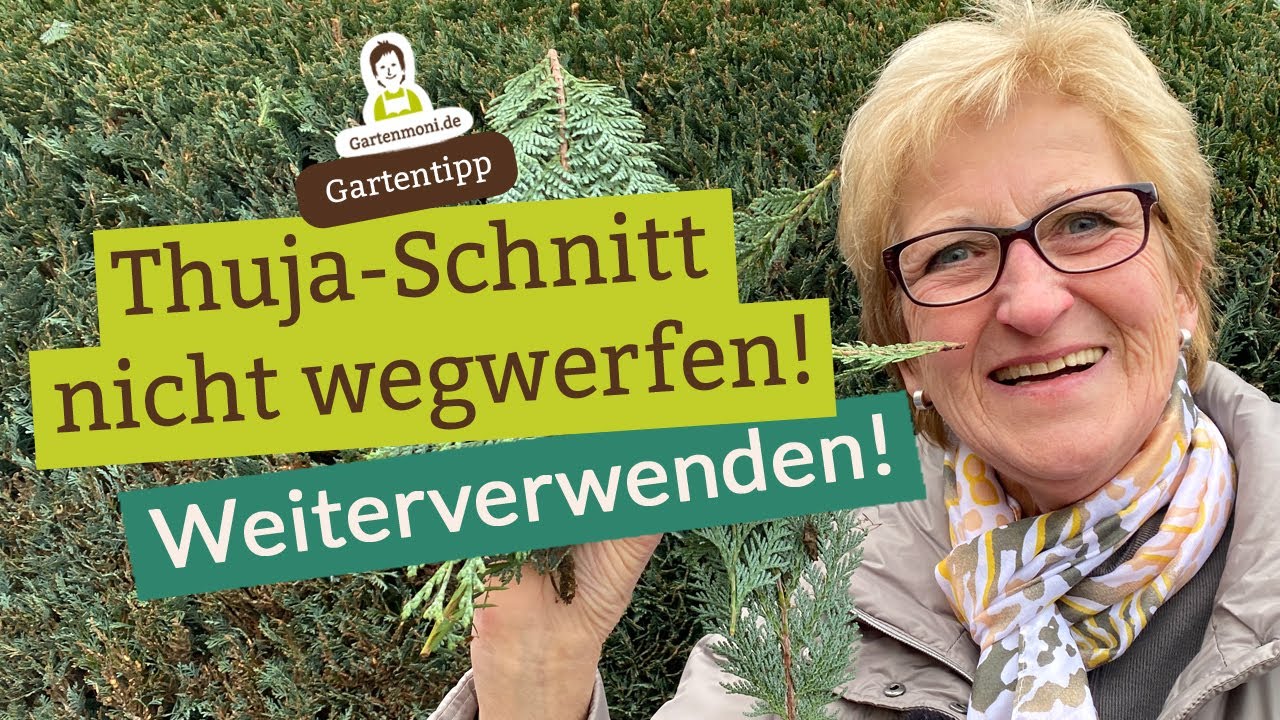 Nicht wegwerfen! Thuja-Schnitt weiterverwenden | Lebensbaum