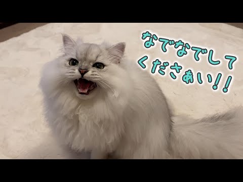 「なでなでして」と要求してくる猫