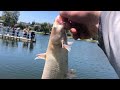 SoCal Catfishing Santee Lakes 2022
