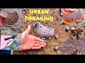 URBAN FORAGING - Scallop , Oyster, Lobster , Prospecting old Coastal Foraging Spots