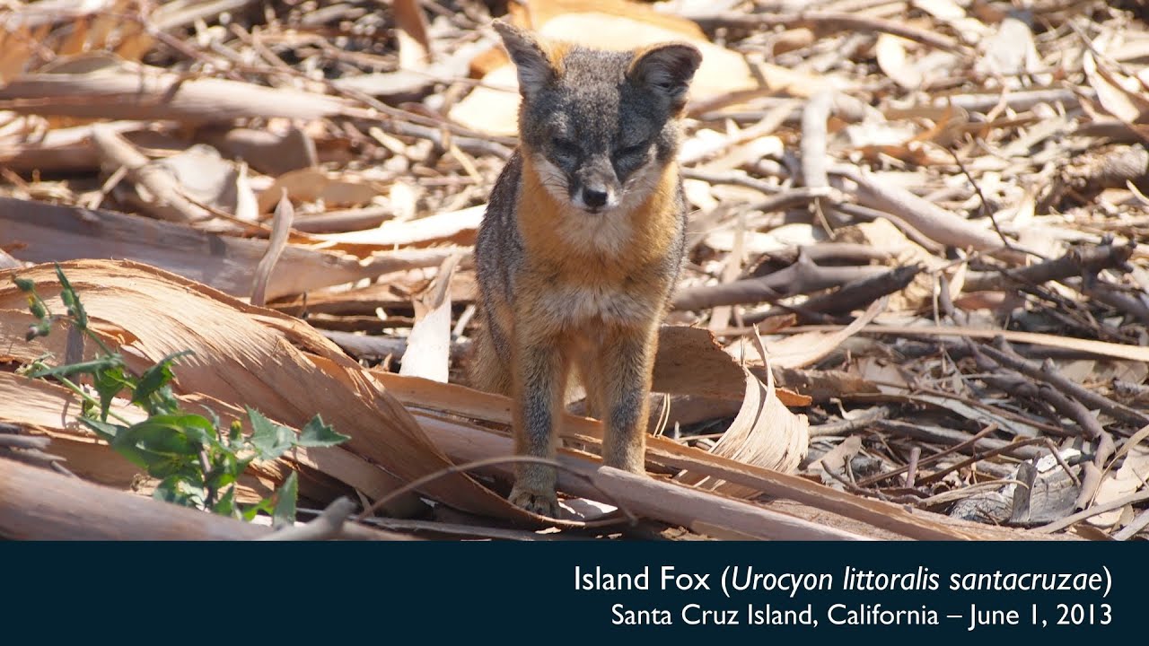 Island Fox Urocyon Littoralis Santacruzae On Santa Cruz Island