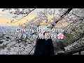 🇯🇵鳥取桜🌸2026 Cherry Blossoms in Tottori/Gie JapanTv 