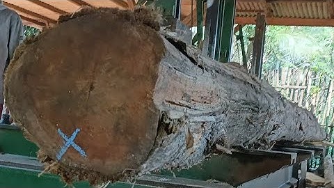 Cutting long, beautiful teak wood for the frame of a joglo house 