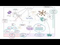 The Kinin System for the USMLE Step 1