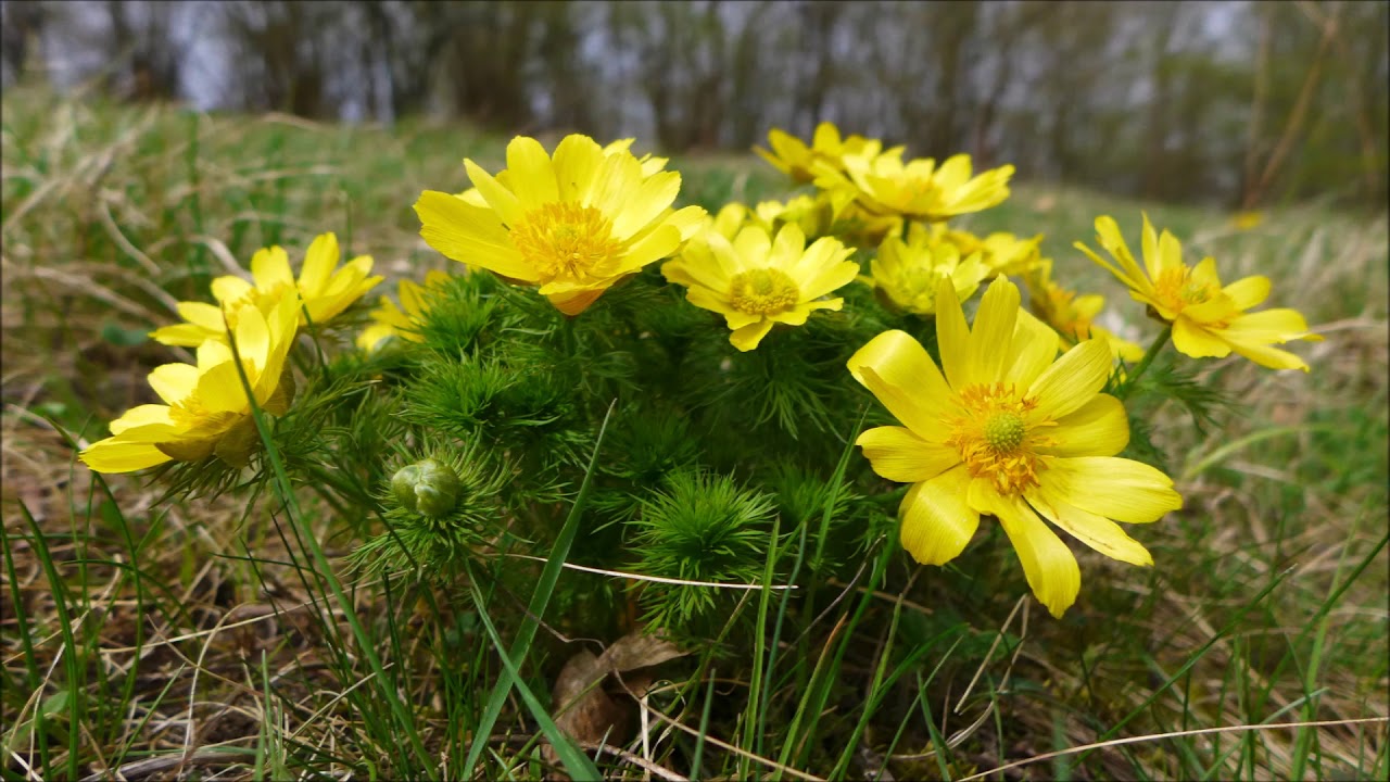 Český kras   Bubovice