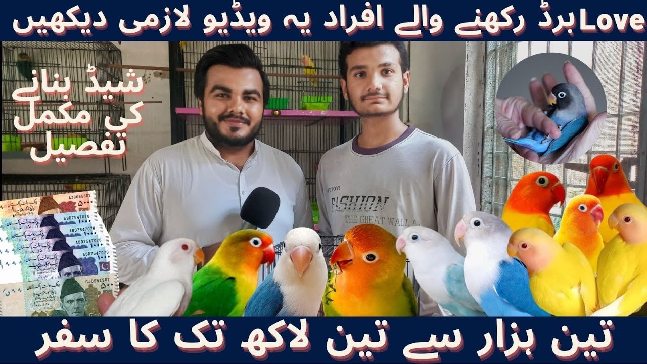 Love Birds Farming Business | Secret to a Successful Love birds Breeding 2023