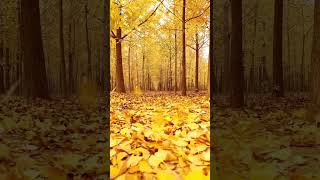 yellow maple forest