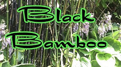 Bamboo update: Trimming Black Bamboo and Garden tour with Giant Hosta