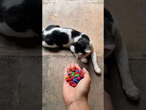 Beads ASMR#reversevideos #marblerun #satisfyingasmr #cat #catasmr