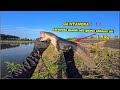 GA DI SANGKA❗️❗️❗️😱 TERNYATA DI SUNGAI MUARA INI MASIH BANYAK DI HUNI GABUS BABON