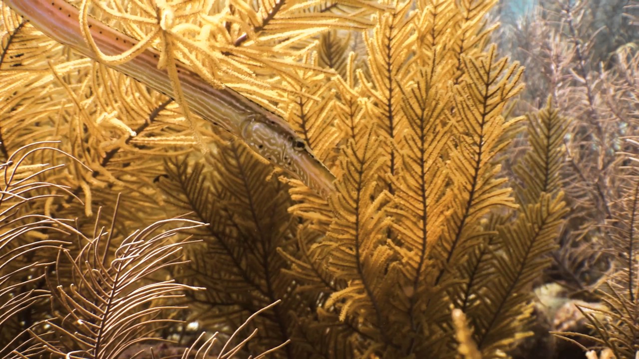 Boat Diving with Harbour Village Beach Club