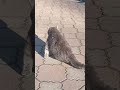 -Я на солнышке лежу и на солнышко гляжу ) #четвероногие#сat#love#