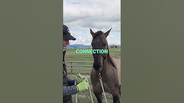 Horse Bonding: Touch, Trust, & Treats for Connection