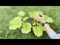 2021 Front Yard Pumpkin Patch - Cutting Down Vines, What?!?