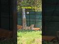 Mysore Zoo | #mysore #zoo #wildlife #animals #shortvideo #shorts #love