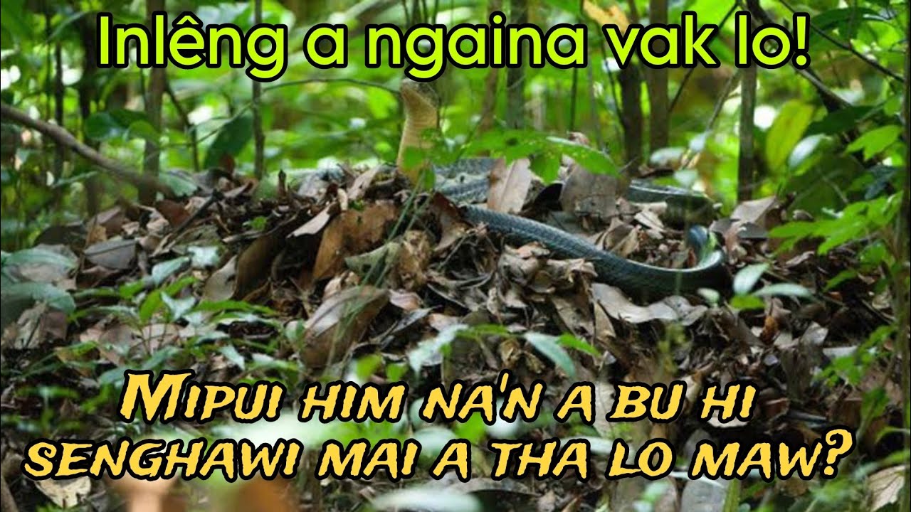 Rulngan tui awp lai kan luhchhuak! Mahse...😱😱😱