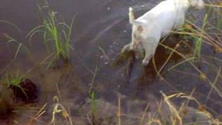 Szczęśliwy Bullterrier