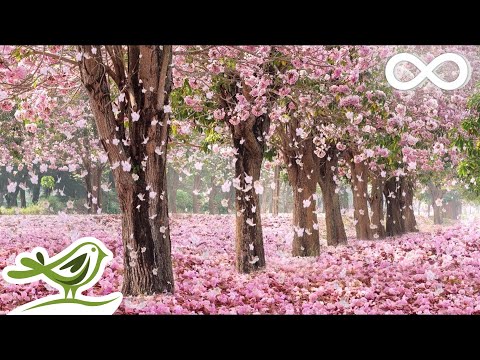 Beautiful Day • İstirahət üçün Romantik və Gözəl Piano Musiqisi