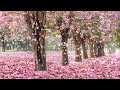 Beautiful Piano Music: Relaxing Music, Romantic Music, Sleep Music, Study Music ★137
