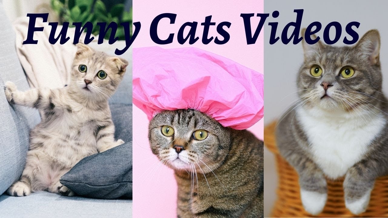 Funny Cat Videos compilation - Cute Cats to Make You Laugh Baby Cats ...