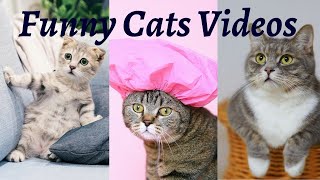 Funny Cat Videos compilation - Cute Cats to Make You Laugh Baby Cats OMG So Cute Cats  for kids