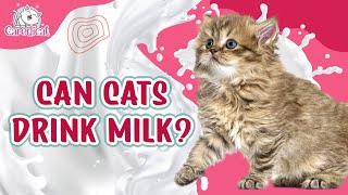 Can Cats Drink Milk The Surprising Answer And Dangers