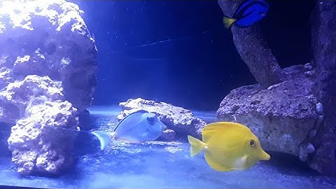 Finally The Naso Tang Comes Out Of Quarantine
