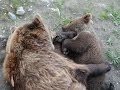 The cutest bears ever: mom with her cub