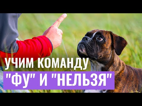 ЗАЩИТИТЕ ПИТОМЦА ОТ ОПАСНОСТЕЙ! Как научить собаку команде "ФУ" или "НЕЛЬЗЯ" ?