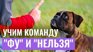 ЗАЩИТИТЕ ПИТОМЦА ОТ ОПАСНОСТЕЙ! Как научить собаку команде 